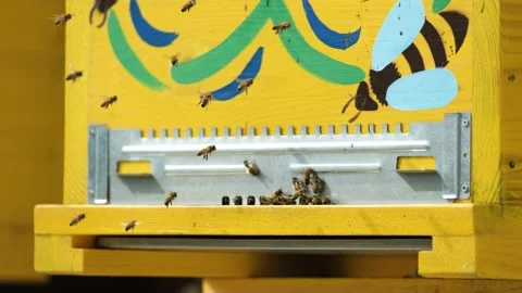 Bees fly on and off to the hive. Macro shot close up Stock Footage 170650900