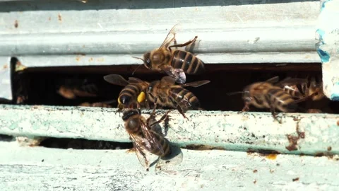 Bees fly and out at beehive in November month, global warming, climate change Stock Footage 143269989