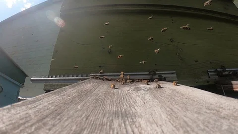 Bees fly in and out of the hive Stock Footage 118653787