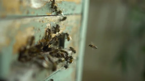 Bees fly in and out of the hive. The bees are busy collecting nectar. Slow Stock Footage 204937929