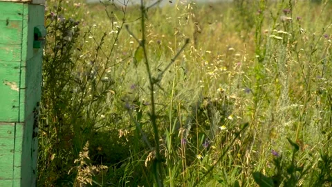 Bees fly in and out of the hive. Bees fly in the apiary. Slow motion. Stock Footage 204938100