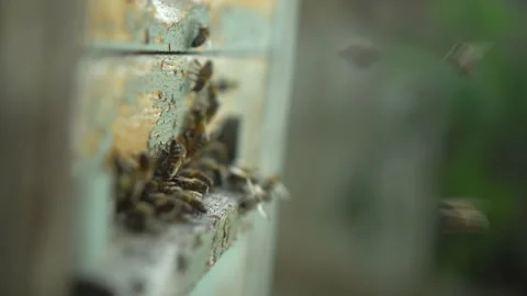 Bees fly in and out of a special hive in the apiary. Close-up of the entrance to Stockbeeldmateriaal 203778466