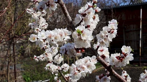 Bees fly and pollinate white beautiful apricot flowers in a spring garden Stock Footage 153998385