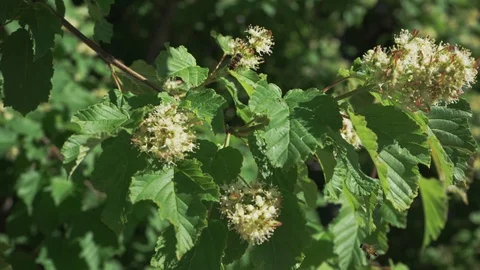 Bees fly and sit on a flowering tree with large green leaves Stock Footage 109145396