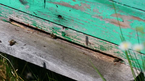 Bees fly and take off from a beehive on an apiary Stock Footage 47105002