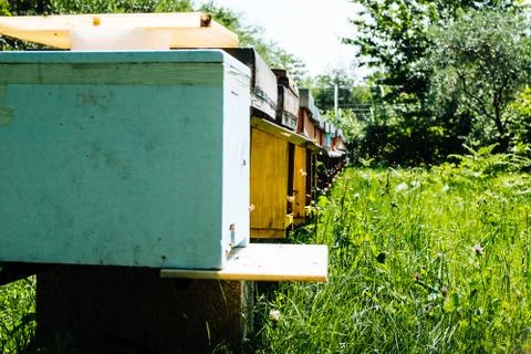 Bees fly around the apiaries Stock Photos