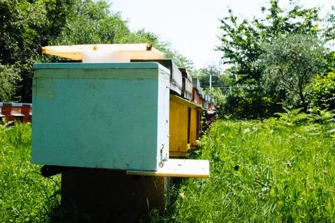 Bees fly around the apiaries Stock Photos