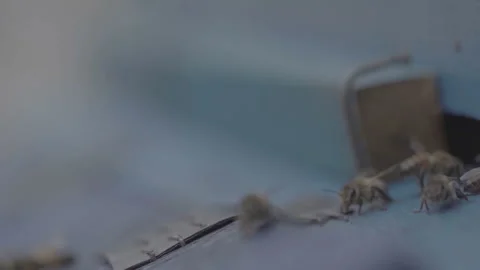 Bees fly around the apiary hive. Slow motion 100 fps  Stock Footage 165136621