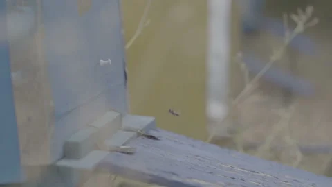 Bees fly around the apiary hive. Slow motion 100 fps  Stock Footage 165139088