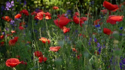 Bees fly around blooming wild poppies on the meadow at summertime Stock Footage 234174257