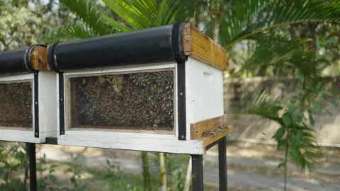 Bees fly around boxes where other bees produce honey Stock Footage 246591017