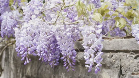 Bees fly around the branches of blooming purple wisteria Stock Footage 148457319