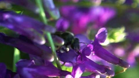 Bees fly around flower buds Stock Footage 282979869