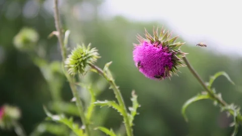Bees fly around the flower in cloudy weather Stock Footage
