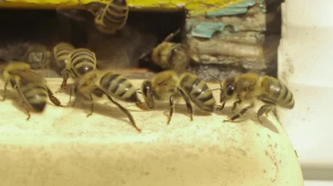 Bees fly around the hive Vidéo 53767422