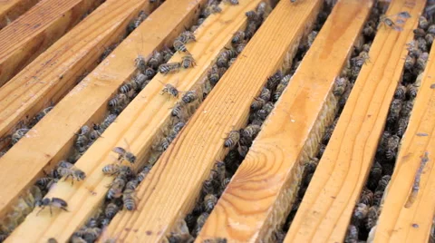 Bees fly around the hive Stock Footage 58175600