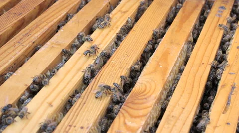 Bees fly around the hive Vidéo 58175671