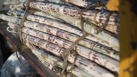 Bees fly around the sugar cane. Stock Footage 103263277