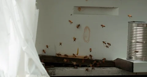 Bees Fly Around White Wall Slo-Mo Stock Footage 77782931