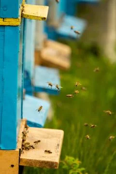 The bees fly away from the hive Stock Photos