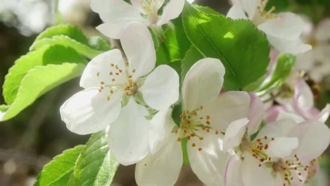 Bees fly away from spring apple blossoms Vídeos de archivo 187697726
