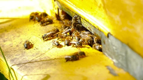 Bees fly into a bee hive in the sun 스톡 동영상 123580315
