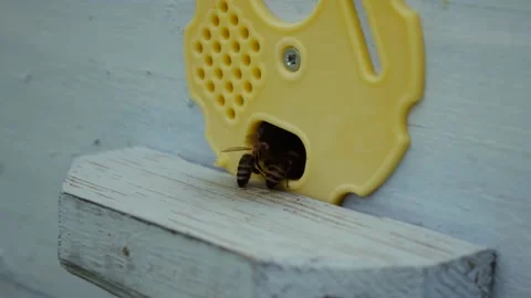 Bees fly to the bee house. Bee family close-up, beehive, beekeeping Stock Footage 201331331