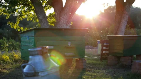 Bees fly into the beehive in the apiary Video stock 95316769