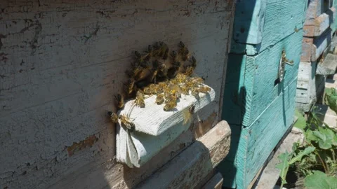 Bees fly from beehive, Close up view of the working bees. Bee house in the Stock Footage 167663635