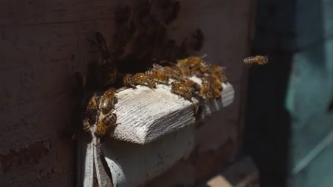 Bees fly from beehive, Close up view of the working bees. Bee house in the Stock Footage 168360640