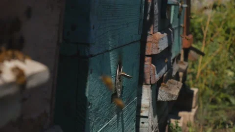 Bees fly from beehive, Close up view of the working bees. Bee house in the Stock Footage 169140390