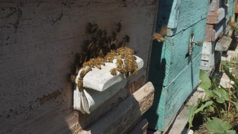Bees fly from beehive, Close up view of the working bees. Bee house in the Stock Footage 169627782