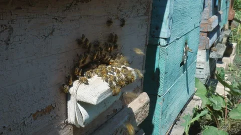 Bees fly from beehive, Close up view of the working bees. Bee house in the Stock Footage 170615562
