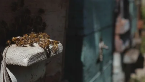 Bees fly from beehive, Close up view of the working bees. Bee house in the Stock Footage 171184313