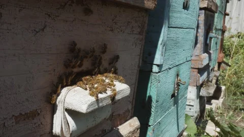 Bees fly from beehive, Close up view of the working bees. Bee house in the Stock Footage 180011241