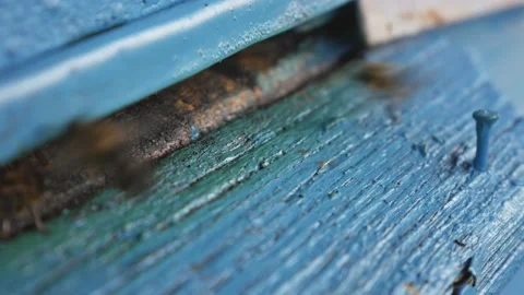 Bees fly from beehive, Close up view of the working bees. Bee house in the Stock Footage 213346579