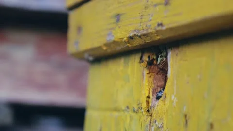 Bees fly from beehive, Close up view of the working bees. Bee house in the Stock Footage 219072060
