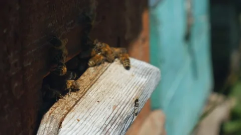 Bees fly from beehive, Close up view of the working bees. Bee house in the Stock Footage 225427196