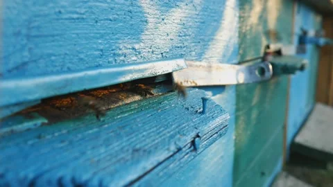 Bees fly from beehive, Close up view of the working bees. Bee house in the Video stock 228681548