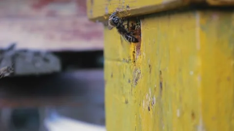 Bees fly from beehive, Close up view of the working bees. Bee house in the Stock Footage 230092676