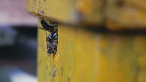 Bees fly from beehive, Close up view of the working bees. Bee house in the Stock Footage 233895428