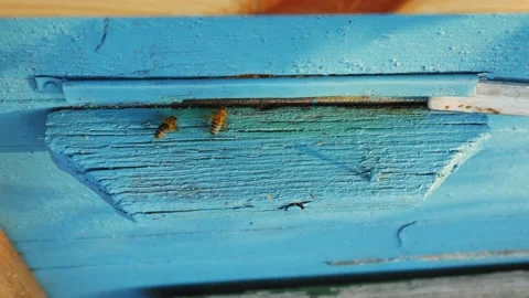 Bees fly from beehive, Close up view of the working bees. Bee house in the Video stock 235713779