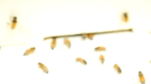 Bees fly from beehive Stock Footage 67197515