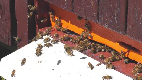 Bees fly from beehive Vidéo 71763995
