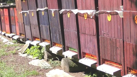 Bees fly from beehive Stock Footage 71764071