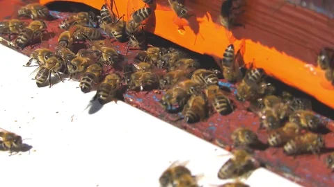 Bees fly from beehive Stock Footage 71764174