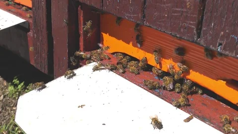 Bees fly from beehive Stock Footage 71764343