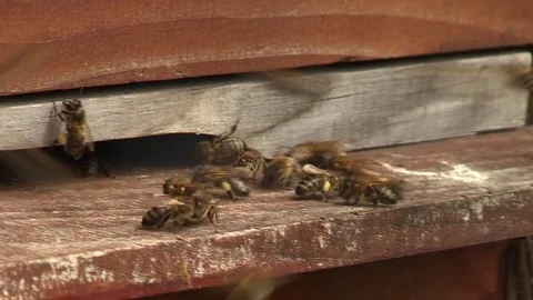 Bees fly into beehive Stock Footage 72627712