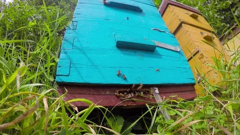 Bees fly to the beehive Stock Footage 83100253