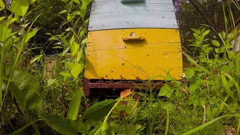Bees fly to the beehive Video stock 83100482